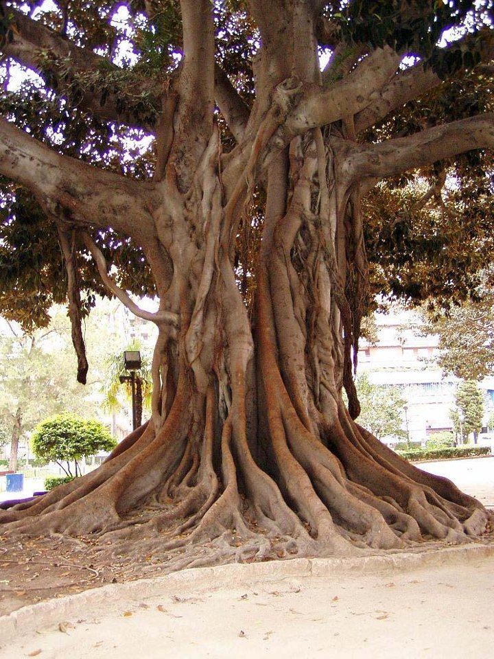 Massive fig tree with braided trunk and wide buttress roots beside a sandy path in a city park